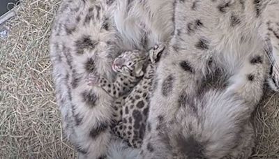 Snow leopard gives birth to 2 'little snowballs' at Toronto Zoo