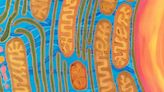 ¿Podrían las mitocondrias ser la clave de un cerebro saludable?