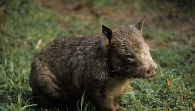 Video of Adorable Wombat Playing with Mom Is Making Everybody Smile