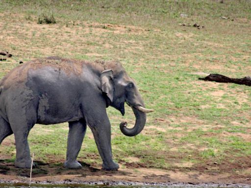 A lone elephant kills farmer, after he leaves hamlet following a tiff with family members, in Andhra Pradesh’s Kuppam region