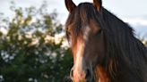 Plane Forced To Return To New York After Horse On Board Escapes From Crate