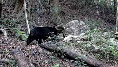 少數石虎、黑熊共棲地 台中南勢部落設置相機紀錄獲獎勵金