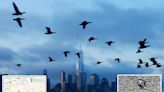 Highly pathogenic avian flu found in NYC birds: study