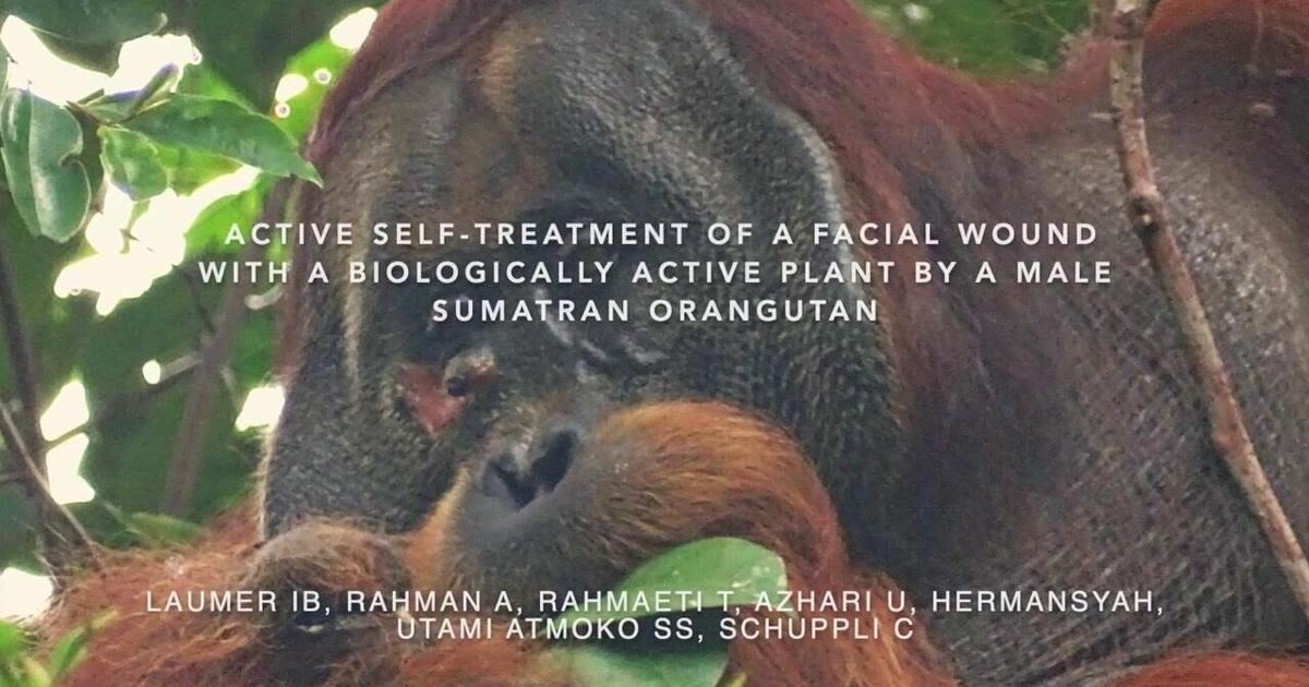 Orangutan observed treating wound using medicinal plant for first time