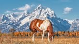 Where to Stay in Winter in Grand Teton National Park