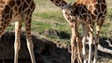 2 baby giraffes welcomed at North Texas wildlife center