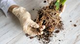 Plant guru shares how to fix root rot before it kills your plant