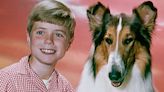 Lassie, la Collie que cautivó a los amantes de los perros a través de películas y series de televisión