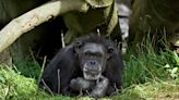 Dublin Zoo’s longest-standing resident, chimpanzee Betty, dies aged 62