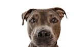 5 Types of Pit Bull Dog Breeds