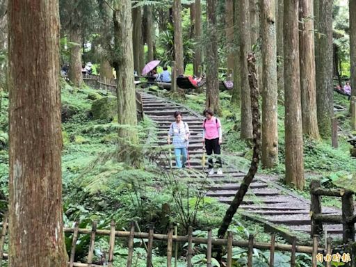 溪頭「手作步道」 揪9/7上山闖關