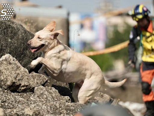 任務結束！新北搜救犬「木蘭」癌逝 領犬員淚成瀑布：永遠驕傲│TVBS新聞網