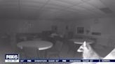 Watch: Raccoon breaks into Wisconsin church