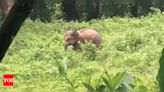 Elephant calf spotted close to Goa border destroying plantations | Goa News - Times of India