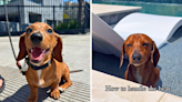 Sausage dog who hates swimming has hilarious hack to handle the heat