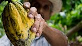 Ecopetrol apoyó exportación de cacao del Meta a Alemania