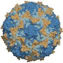 Poliovirus