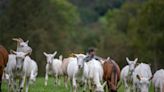 Minnesota goat becomes first to test positive for bird flu in US