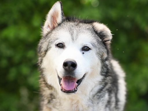 Lake Co. Animal Shelter waiving adoption fees for dogs as facility houses record number