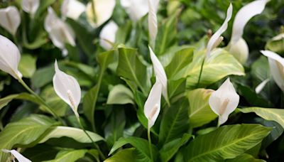 Gardening expert shares product used to keep peace lilies flowering all year