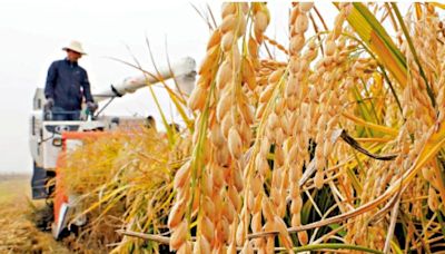 ﻿中國科學家揭秘「10萬年水稻演化史」