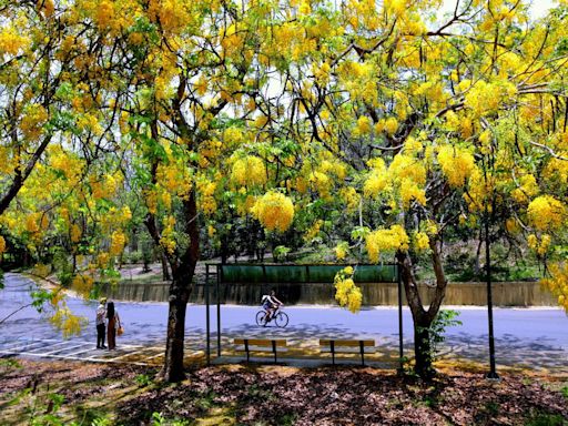 花開了！台南下起初夏黃金雨 在地人激推10處阿勃勒賞花景點