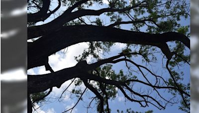 泰國8旬翁樹下乘涼 意外遭到「枯枝」斷落砸頭！重傷身亡