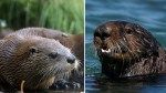 Crazed river otter nearly drowns child after dragging them underwater at marina