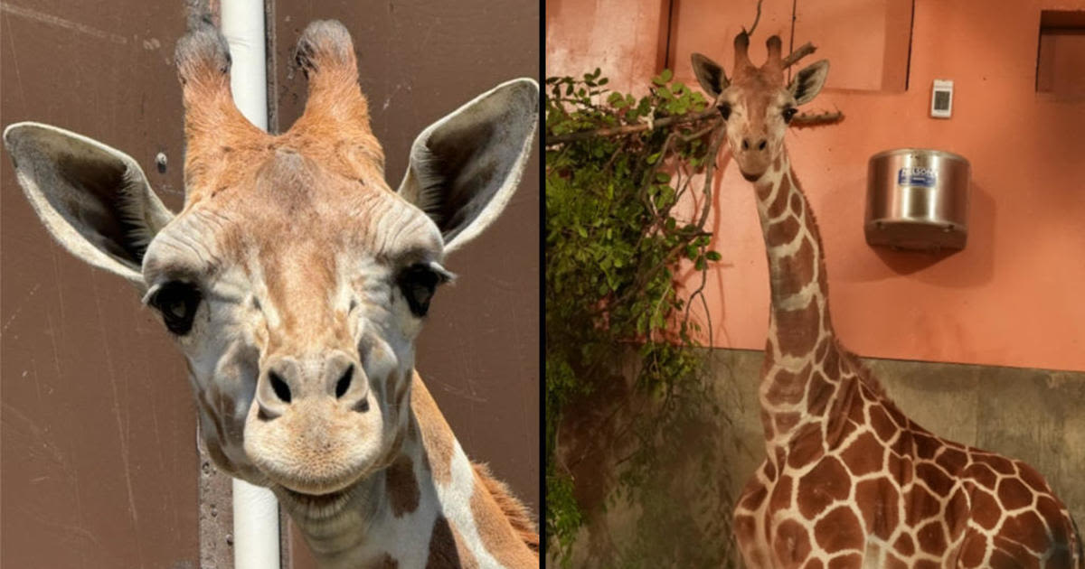 Oakland Zoo seeks name for new giraffe, launches contest