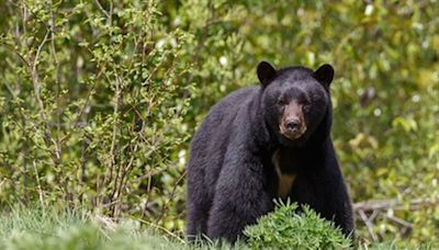 Neighbors spot black bear swimming near popular Lake Norman beach, prompting alerts