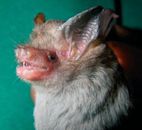 Kitti's hog-nosed bat