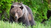 Podcaster captures hair-raising footage of grizzly bear chasing moose at campsite where fatal mauling took place
