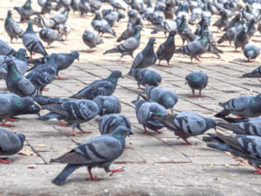 Exposure To Pigeons Lands 11-Year-Old Delhi Boy In Hospital With Severe Lung Infection