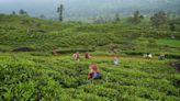 Sri Lanka’s tea producers warn 70% wage hike will hit industry