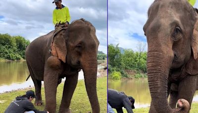 El emotivo rescate de Joy, la elefanta liberada tras 31 años de explotación