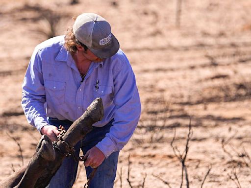 After thousands of cattle die in fires, new Texas bill could help