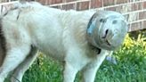 Ruff life: Texas town launches massive manhunt with drones to find missing dog with bowl on his head