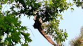 CPW enlists arborist to help rescue owl stuck in tree