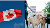 ¿Tienes experiencia cuidando perros? Canadá ofrece hasta $64,000 pesos al mes por este empleo