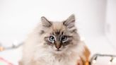 Mom Hilariously Lists All of Her Siberian Cat’s Cute ‘Professions'