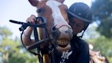 Healing power of horses: Equine camp offered for veterans and their families in Sandwich