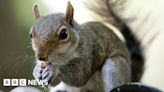 Red squirrels: Island fights back invasion by their grey cousins