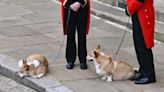 英國女王安葬溫莎 兩隻愛犬送主人最後一程