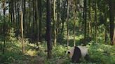 Wild giant panda population flourishing in NW China nature reserve