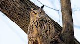 Cities are at war with rats. Flaco the owl and other animals pay the price.