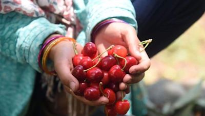 Erratic weather dampens Kashmir’s cherry cheer