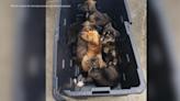 Bin full of puppies left in Pittsburgh-area Walmart parking lot
