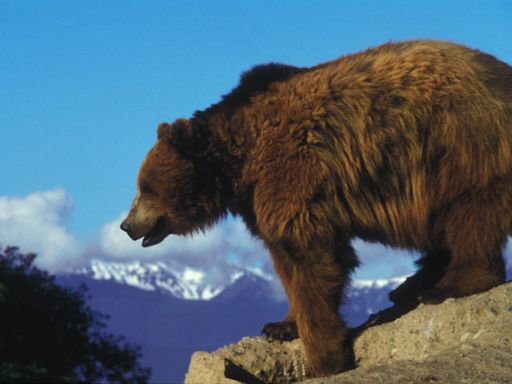 Frontier myth vilified the California grizzly. Science tells a new story.