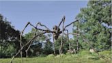 Art Bites: Why Louise Bourgeois Loved Spiders