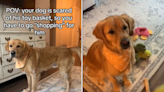 Owner has hilarious routine for dog with "true fear" of his own toy basket